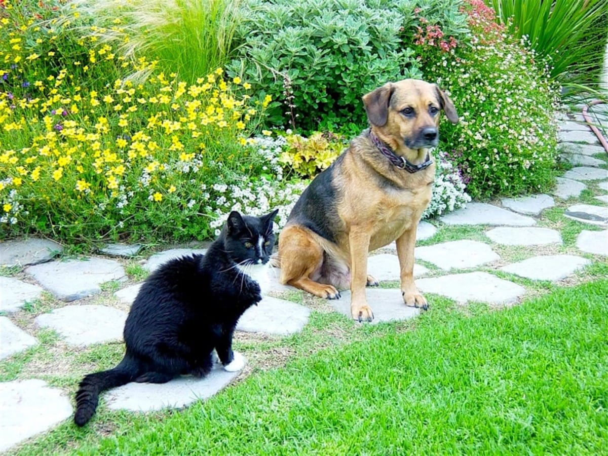 ペット（犬と猫）が庭にいる画像