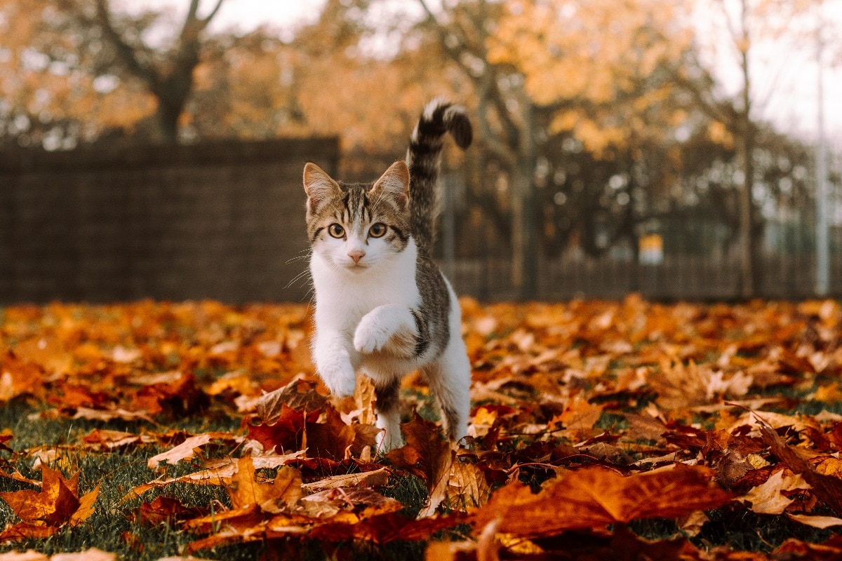 猫が庭で走っている画像