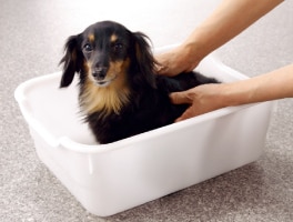 小型犬用のバスタブやホースなどを用意しておけば、ペット専用の洗い場に早変わり。これまでのように廊下を汚すこともありません。